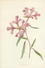 Hulme, Frederick Edward: Rosy Clarkia