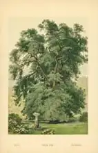 Boot, William Henry James: Holm Oak