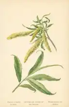 Boot, William Henry James: Catkins and Leaves of the Willow