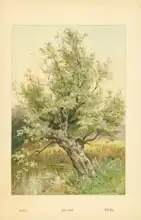 Boot, William Henry James: Willow