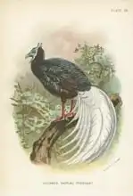 Anglická škola (19. století): Bulwer Wattled Pheasant