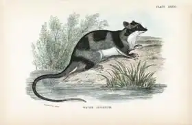 Anglická škola (19. století): Water-Opossum