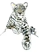 Adlington, Mark: Direct (Arabian) Leopard