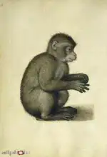 Dürer, Albrecht: Opice