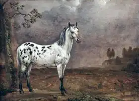 Potter, Paulus: Piebald Horse