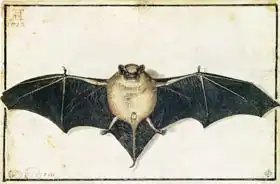 Dürer, Albrecht: Bat