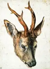Dürer, Albrecht: Head of a Roe Deer
