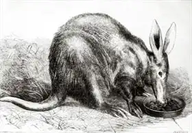 Anglická škola (19. století): Cape Ant-Eater at the Zoological Society Gardens, Regents Park, from The Illustrated London News