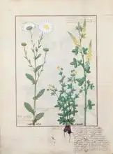 Testard, Robinet: Illustration from The Book of Simple Medicines by Mattheaus Platearius (d.c.1161)