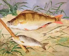 Wolsenholme, D.: An Angler Catch of Coarse Fish