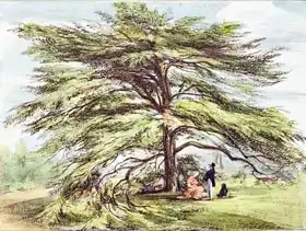 Papendiek, George Ernest: Lebanon Cedar Tree in the Arboretum, Kew Gardens